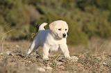 LABRADOR 678